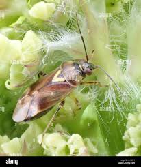 Attēlu rezultāti vaicājumam “Orthops basalis”