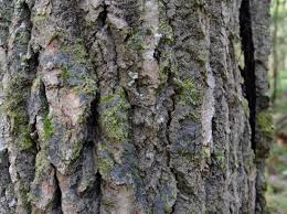 Attēlu rezultāti vaicājumam “Parmeliella triptophylla”