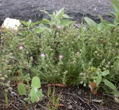 Attēlu rezultāti vaicājumam “Spergularia rubra”