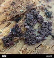 Attēlu rezultāti vaicājumam “Arcyria stipata”