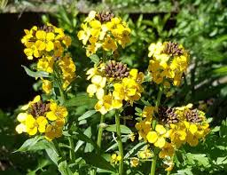 Image result for Cheiranthus cheiri