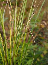 Attēlu rezultāti vaicājumam “Carex cespitosa”