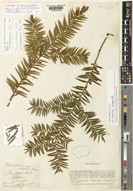 Attēlu rezultāti vaicājumam “Taxus wallichiana”