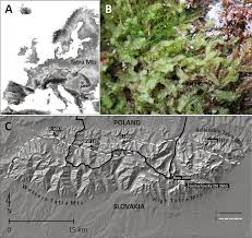 Attēlu rezultāti vaicājumam “Calypogeia azurea cells”