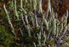 Attēlu rezultāti vaicājumam “Cladonia coniocraea”