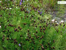 Attēlu rezultāti vaicājumam “Trifolium spadiceum flower”