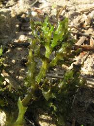 Attēlu rezultāti vaicājumam “Najas marina”