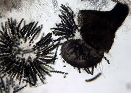 Attēlu rezultāti vaicājumam “Sordaria fimicola”