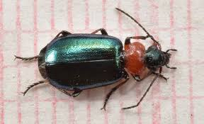 Attēlu rezultāti vaicājumam “Lebia chlorocephala”