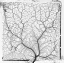 Attēlu rezultāti vaicājumam “Physarum contextum young”