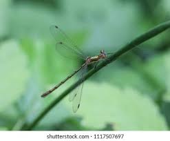 Attēlu rezultāti vaicājumam “Chalcolestes viridis”