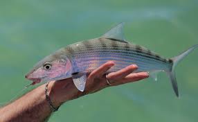 Image result for Albula vulpes