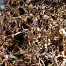 Attēlu rezultāti vaicājumam “Cetraria ericetorum”