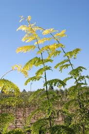 Attēlu rezultāti vaicājumam “Gleditsia triacanthos”