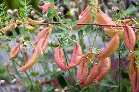 Image result for Colutea arborescens