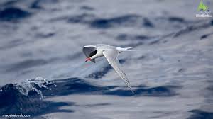 Attēlu rezultāti vaicājumam “Sterna hirundo”