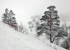 Attēlu rezultāti vaicājumam “Pinus sylvestris var. turfosa”