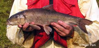 Image result for Minytrema melanops