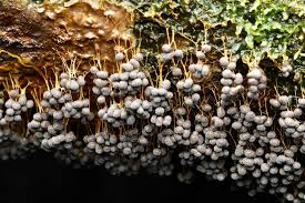 Attēlu rezultāti vaicājumam “Badhamia lilacina var. megaspora spores”