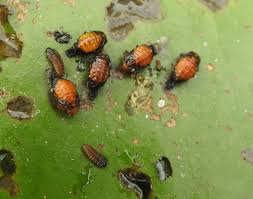 Attēlu rezultāti vaicājumam “Galerucella nymphaeae”