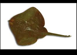 Image result for Leucoraja