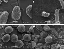 Attēlu rezultāti vaicājumam “Melampsora magnusiana”