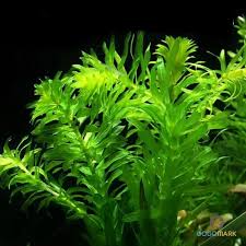 「水蘊草」的圖片搜尋結果