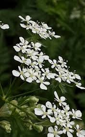 Image result for Chaerophyllum aureum