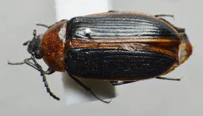 Attēlu rezultāti vaicājumam “Alleculidae”