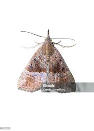 Attēlu rezultāti vaicājumam “Pyralididae”