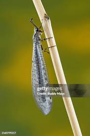 Attēlu rezultāti vaicājumam “Myrmeleontidae imago”