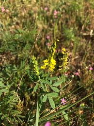 Attēlu rezultāti vaicājumam “Melilotus officinalis”