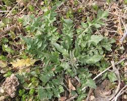 Attēlu rezultāti vaicājumam “Capsella bursa-pastoris leaf”