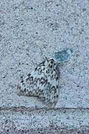 Attēlu rezultāti vaicājumam “Lymantria monacha pupa”