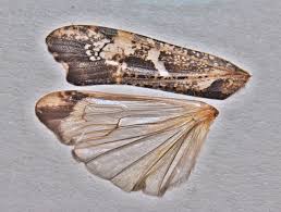 Attēlu rezultāti vaicājumam “Glyphotaelius pellucidus”