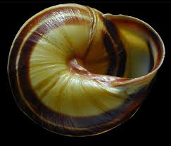 Attēlu rezultāti vaicājumam “Cepaea nemoralis”