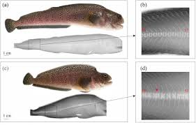 Image result for Anarhichas minor