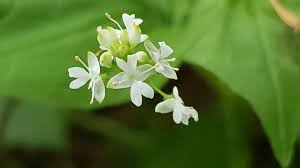 Attēlu rezultāti vaicājumam “Circaea alpina”