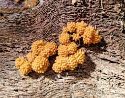 Attēlu rezultāti vaicājumam “Heterotrichia pomiformis (syn. Arcyria pomiformis)”