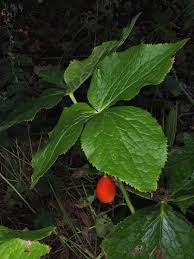 Attēlu rezultāti vaicājumam “Podophyllum hexandrum fruit”