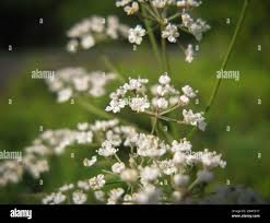 Attēlu rezultāti vaicājumam “Cicuta virosa flower”