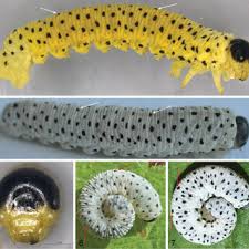 Attēlu rezultāti vaicājumam “Tenthredo scrophulariae exuvia”