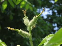 Attēlu rezultāti vaicājumam “Juglans cinerea flower”