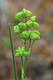 Attēlu rezultāti vaicājumam “Scheuchzeriaceae”