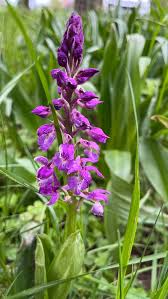 Attēlu rezultāti vaicājumam “Orchis mascula”