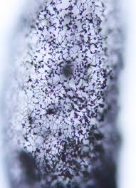 Attēlu rezultāti vaicājumam “Stemonitopsis hyperopta var. landewaldii young”