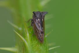 Attēlu rezultāti vaicājumam “Centrotus cornutus”