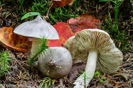 Attēlu rezultāti vaicājumam “Tricholoma sp.”