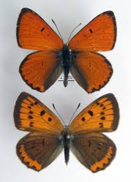 Attēlu rezultāti vaicājumam “Lycaena dispar female”