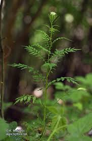 Attēlu rezultāti vaicājumam “Cardamine impatiens”